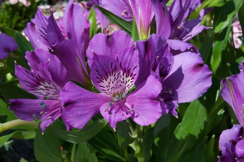 Alstroemeria inticancha indigo - alstroemeria,