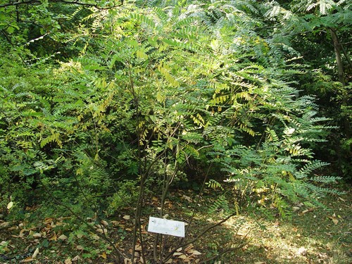 Amorpha fruticosa false - amorpha,
